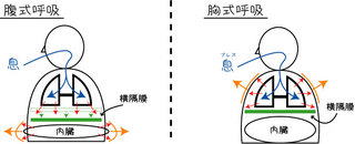 腹式呼吸と胸式呼吸の違い、尺八修理工房幻海