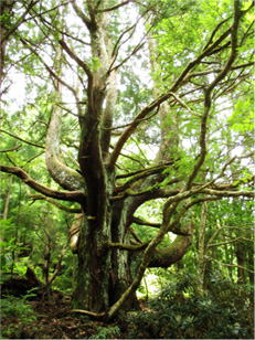 奈良県十津川村にある無名の巨樹。　尺八修理工房幻海