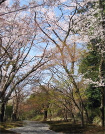 弘川寺の桜、尺八修理工房幻海